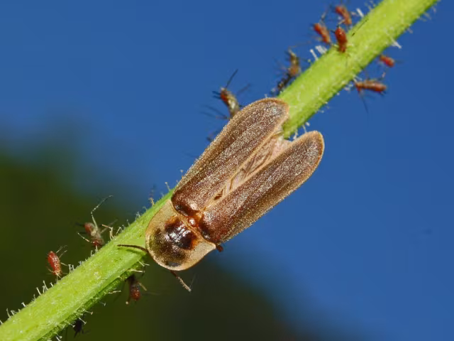 Lucciola