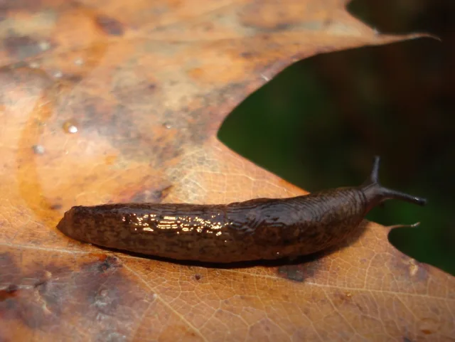 Deroceras panormitanum