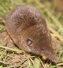 Crocidura mediterranea