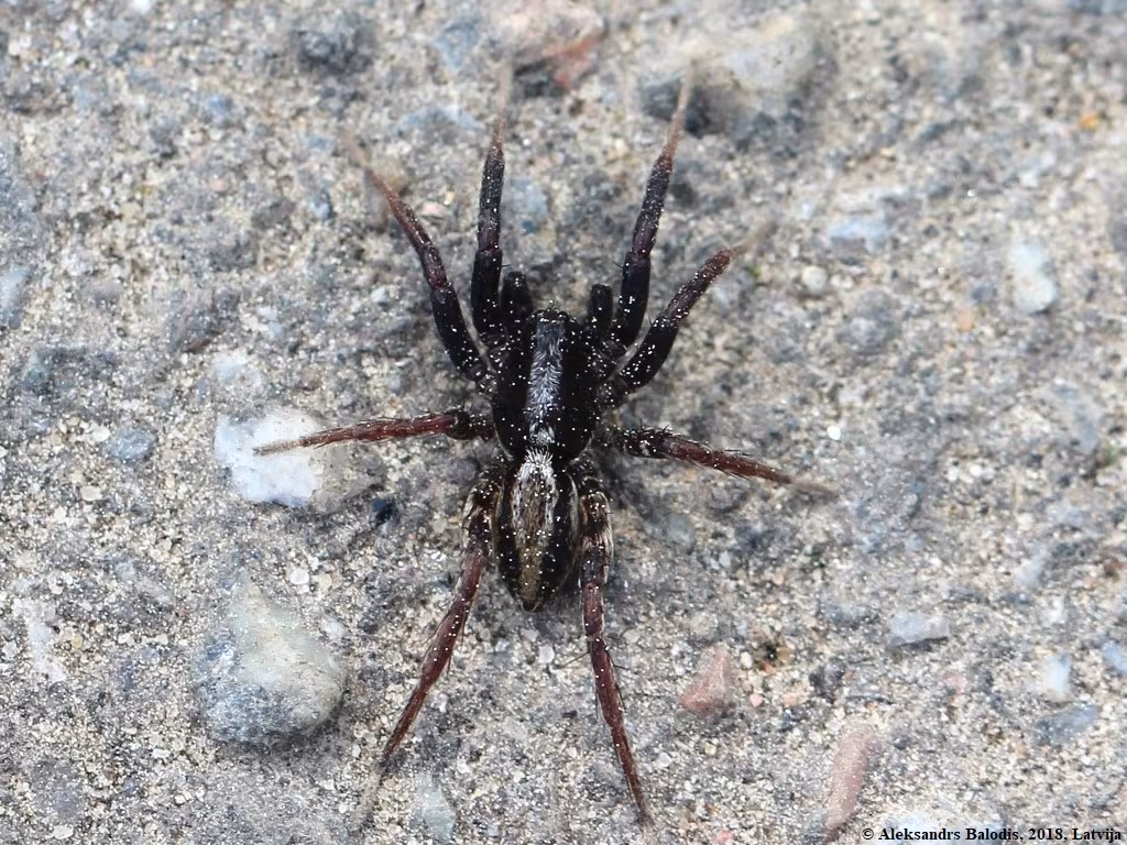 Alopecosa taeniata