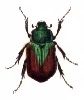 carruga della vite