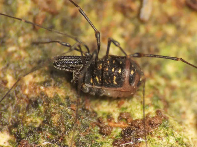 Mitostoma valdemonense