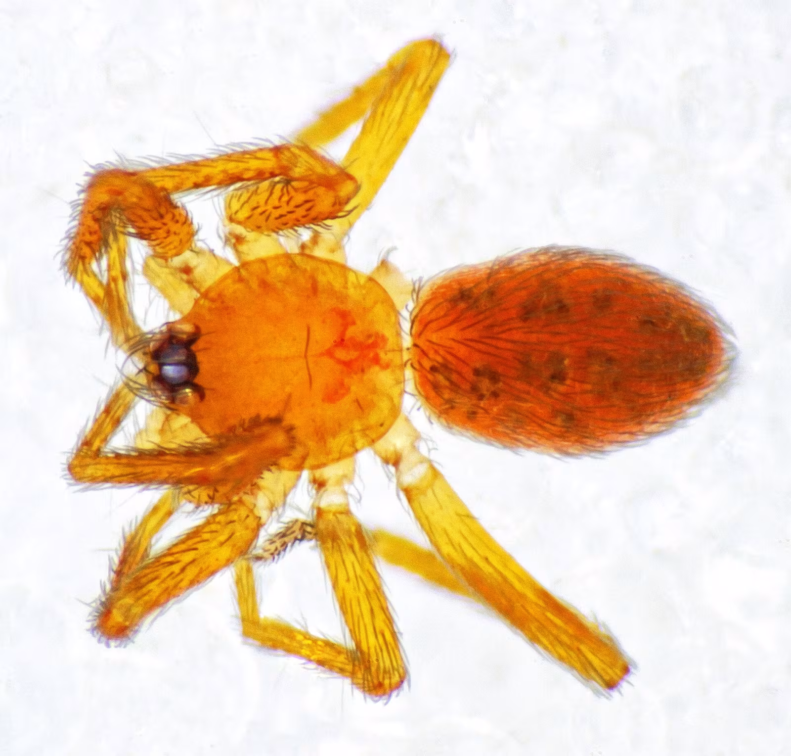 Oonops domesticus