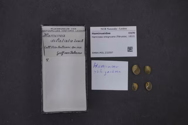 Haminoea orbignyana