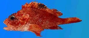 Scorpaena loppei