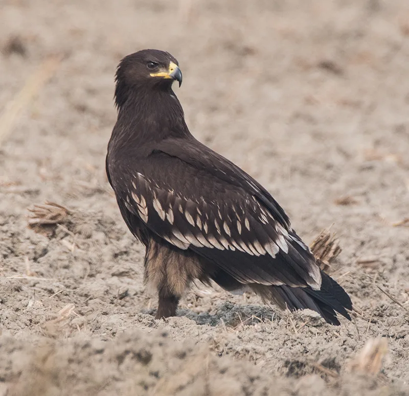 Aquila anatraia maggiore