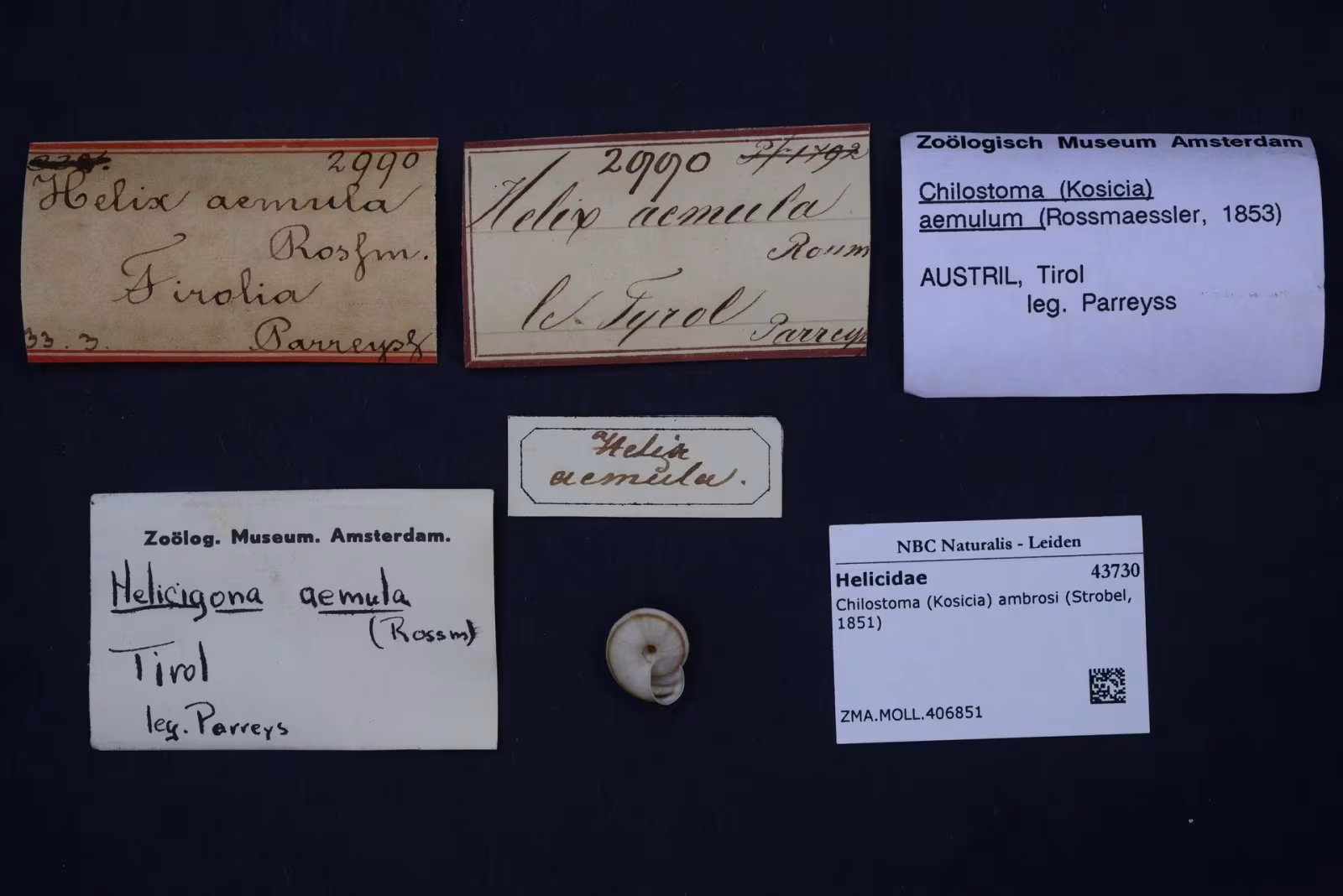 Kosicia ambrosi
