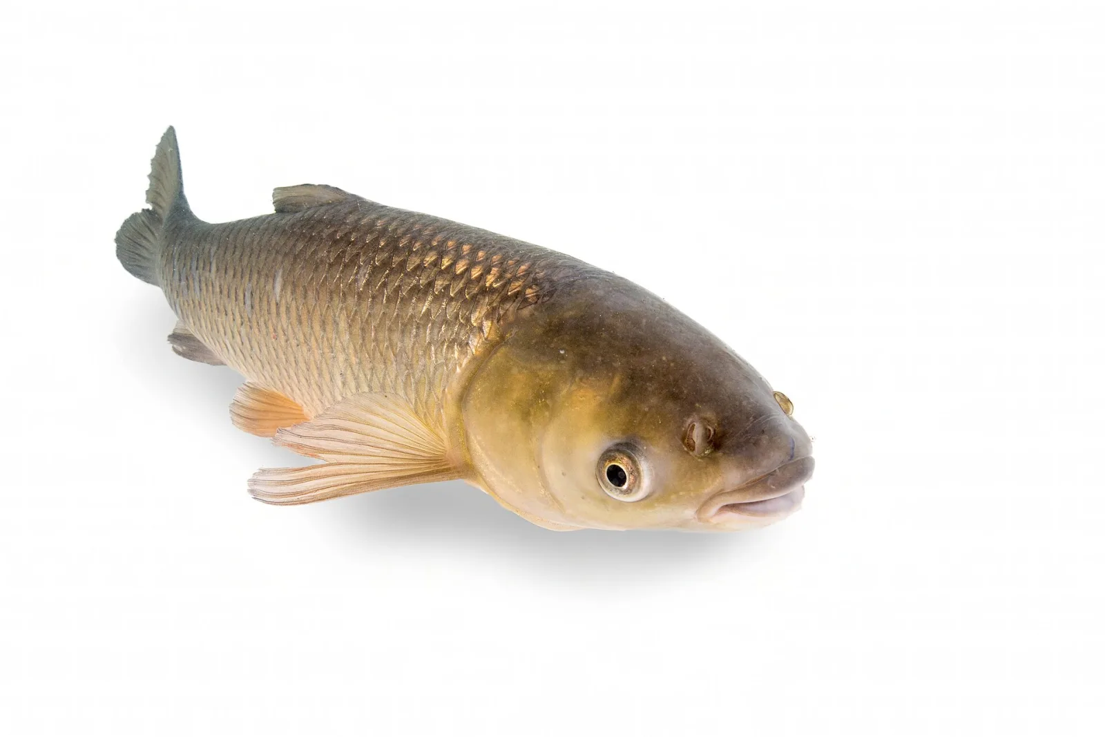 Carpa erbivora