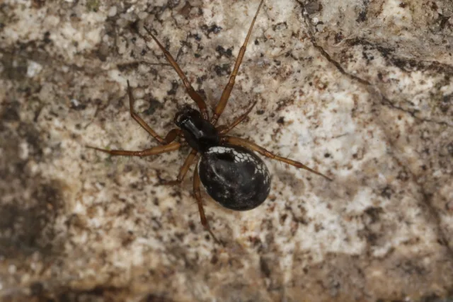 Neriene clathrata