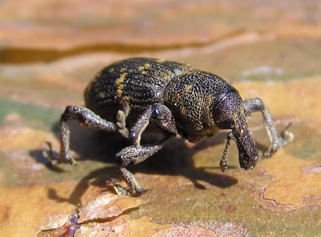Ilobio dell'abete
