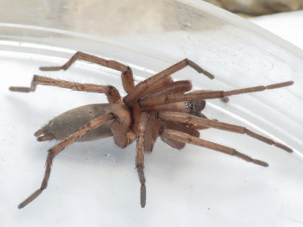 Drassodes thaleri