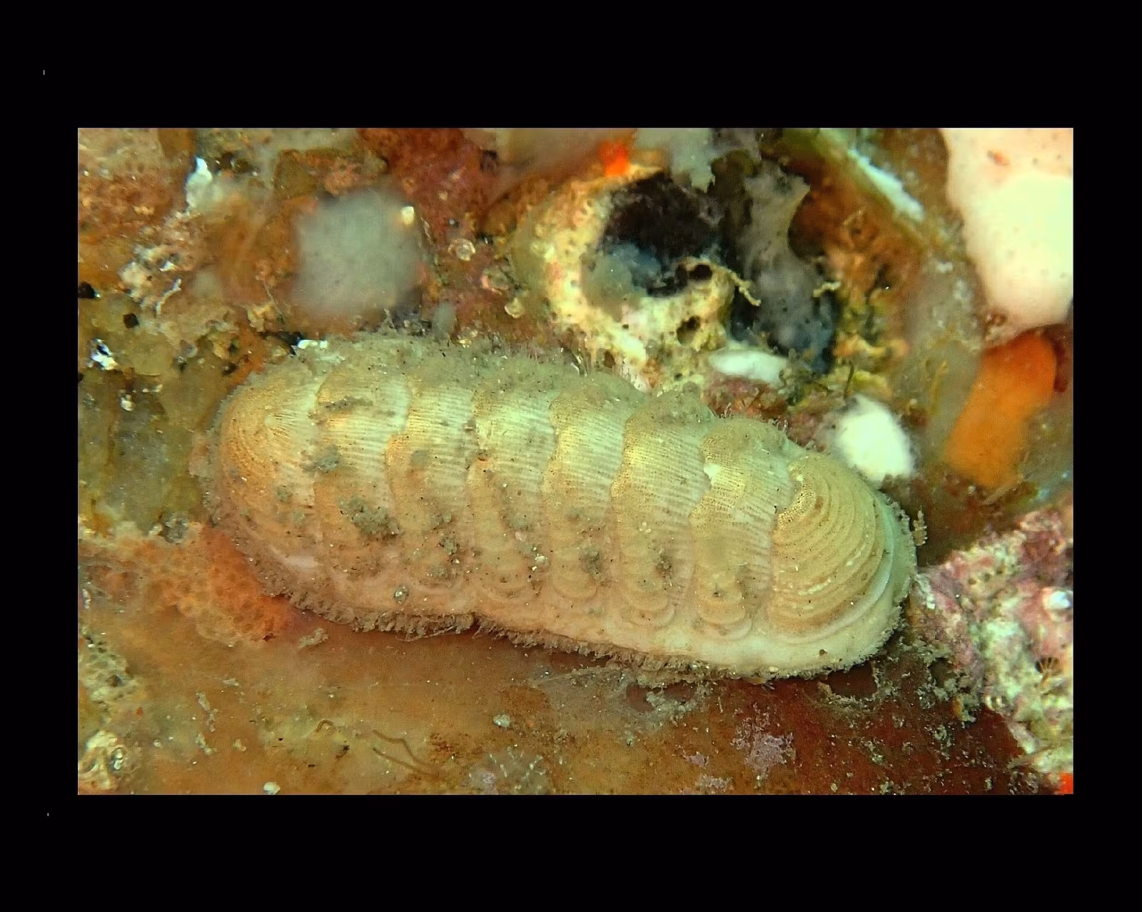 Chitone di Gaeta
