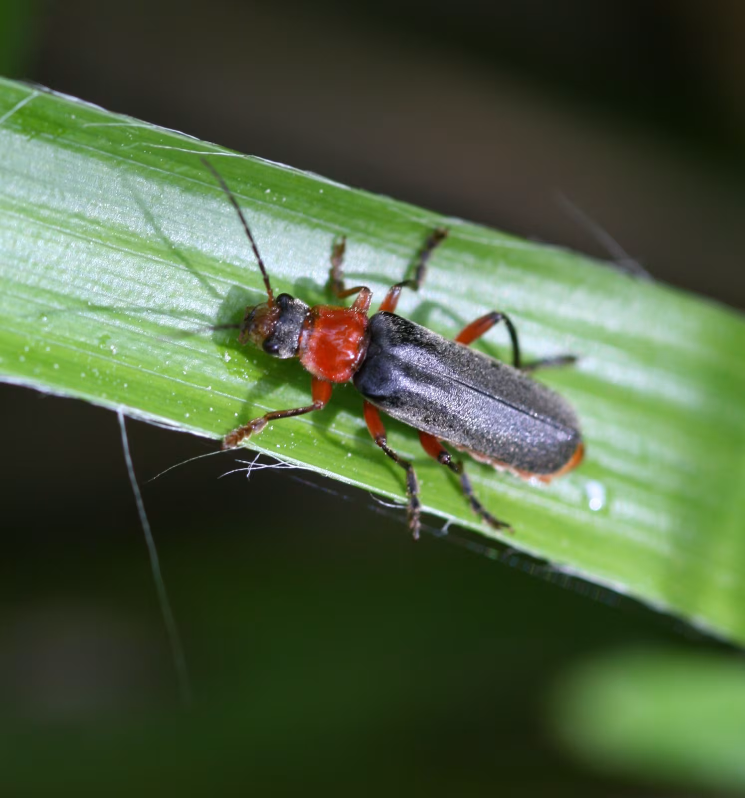 Cantharis pellucida