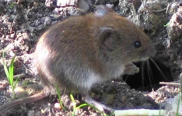 Arvicola rossastra