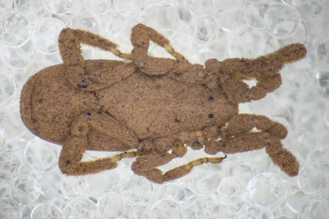 Anelasmocephalus brignolii