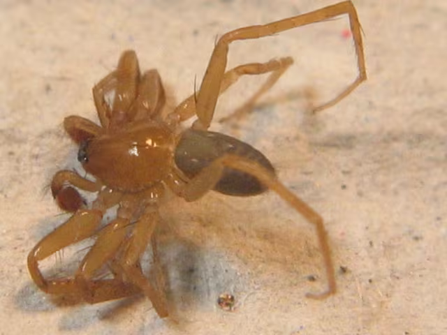 Apostenus fuscus