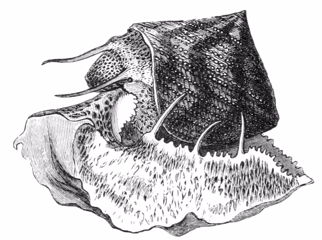 Calliostoma granulatum