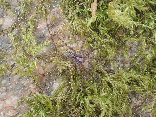 Acantholycosa norvegica