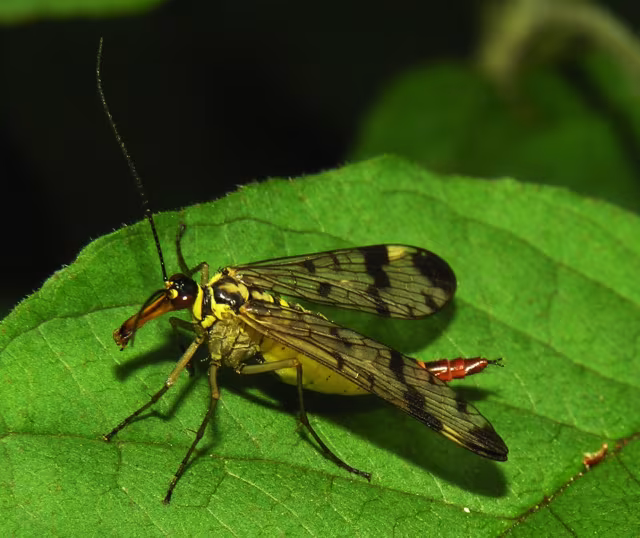 Mosca scorpione comune