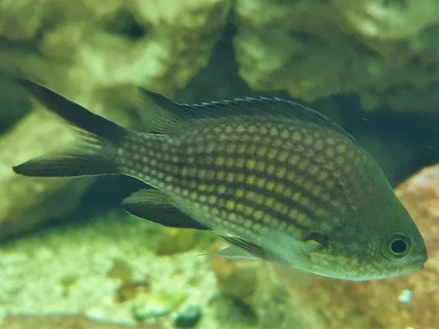 castagnola mediterranea