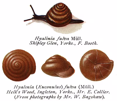 Euconulus fulvus