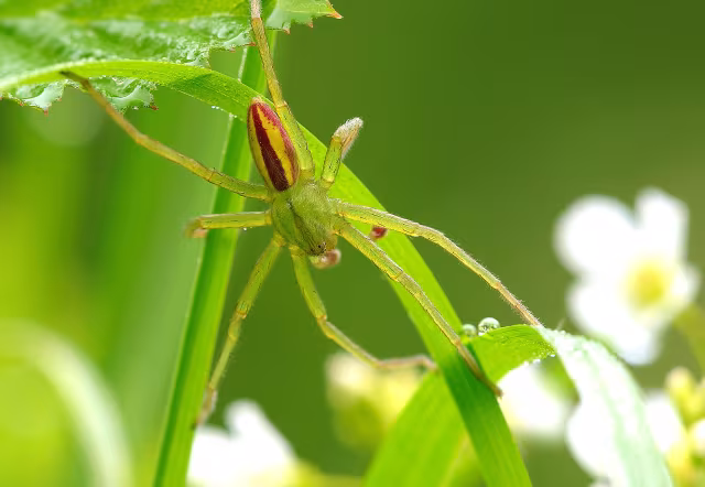 Ragno verde dei campi