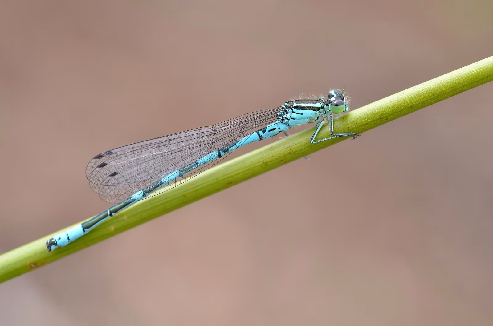 Azzurrina alpina