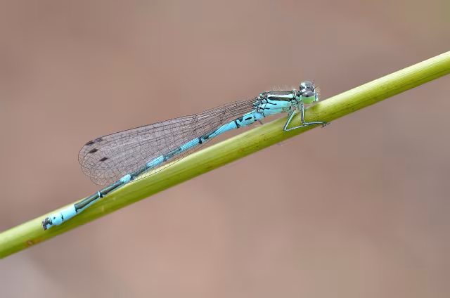 Azzurrina alpina
