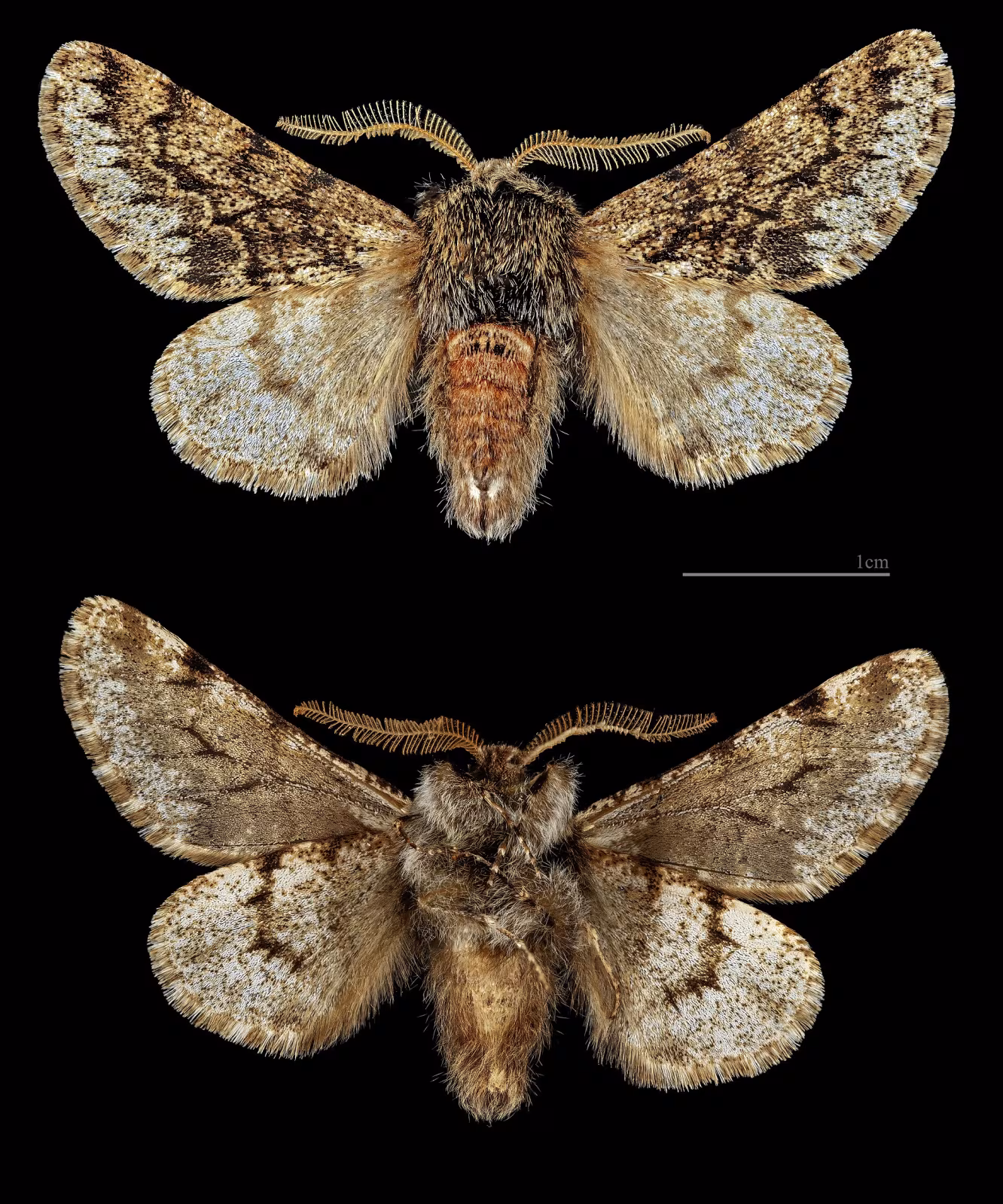 Apocheima hispidaria