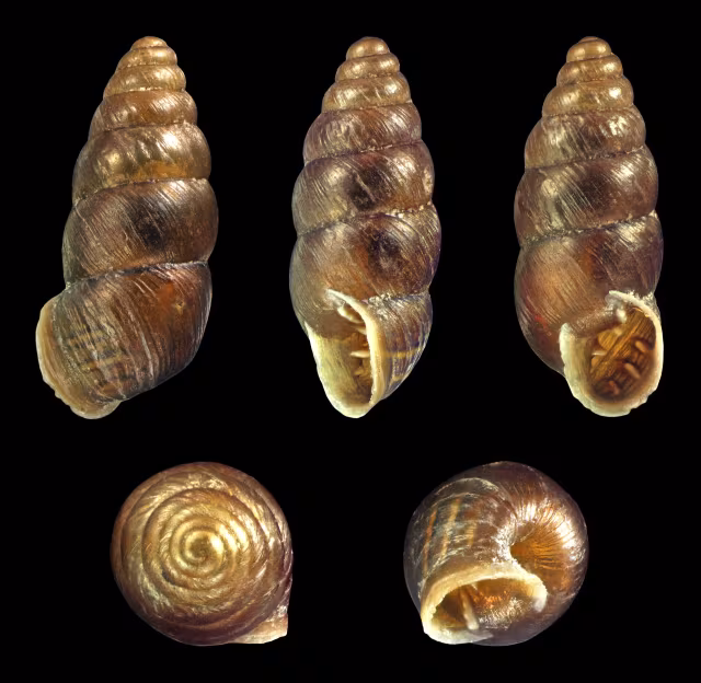 Chondrina avenacea