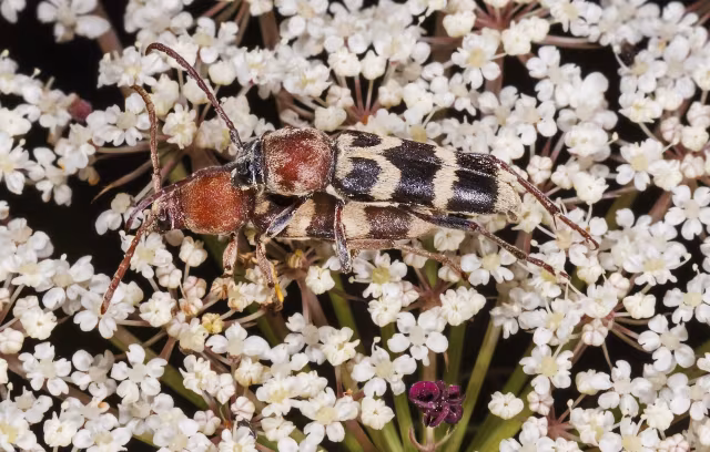 Chlorophorus trifasciatus