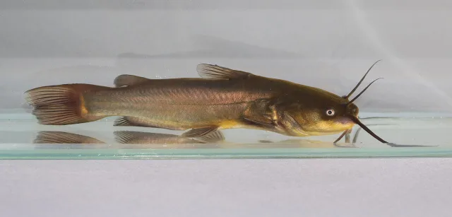 Pesce gatto nero