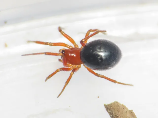 Araeoncus longiusculus
