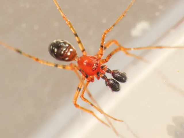 Neottiura herbigrada