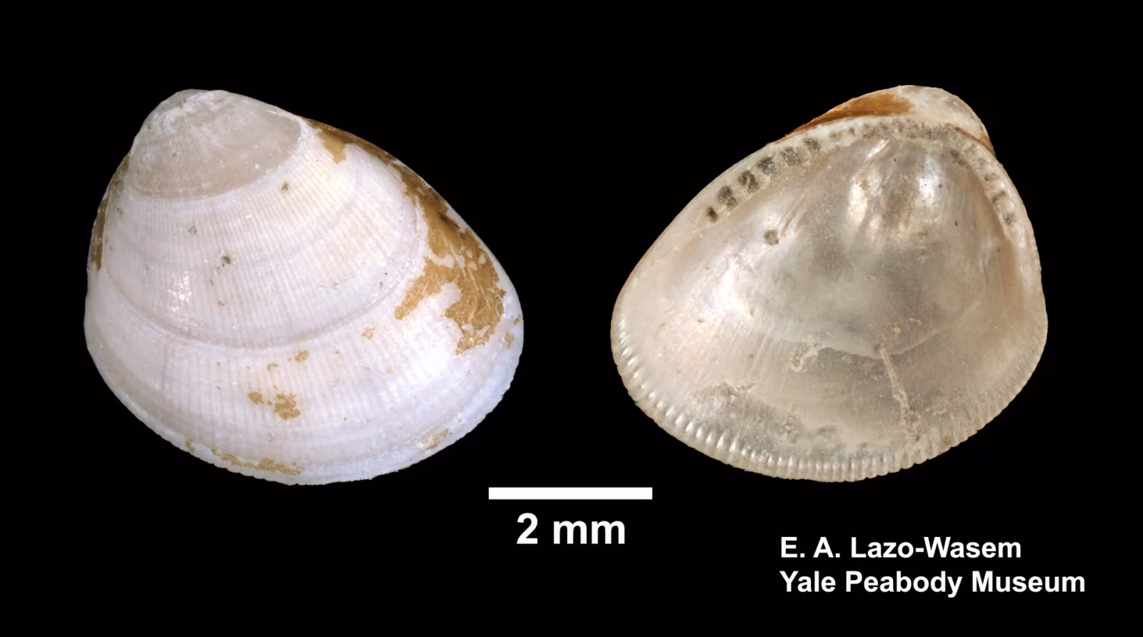 Nucula proxima