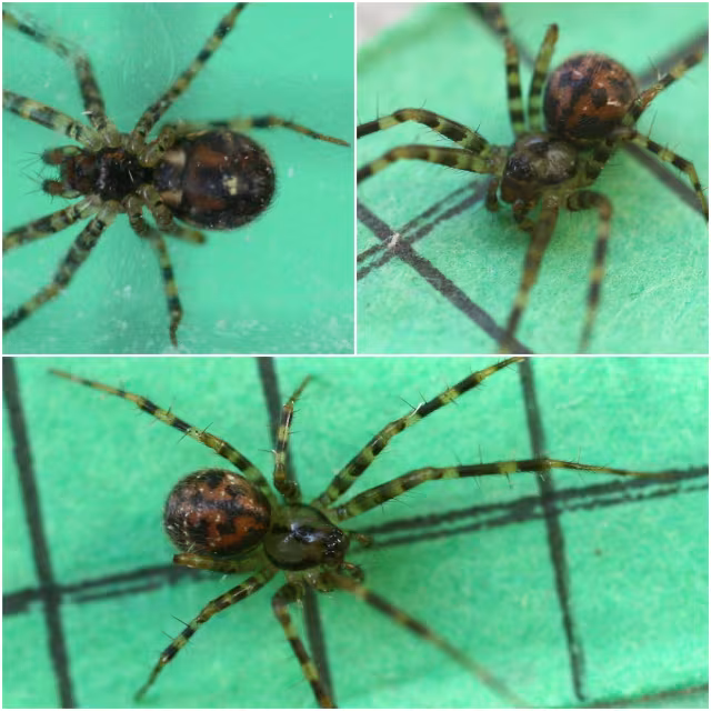 Labulla thoracica