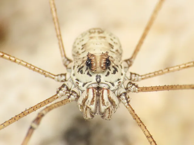 Megabunus armatus