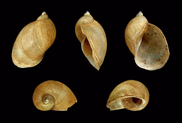 Ampullaceana balthica