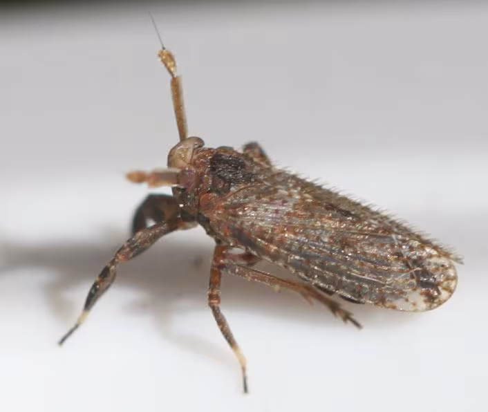 Asiraca clavicornis