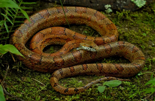 Serpente del grano
