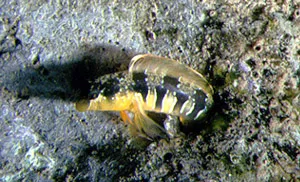 Bavosa dalmatina