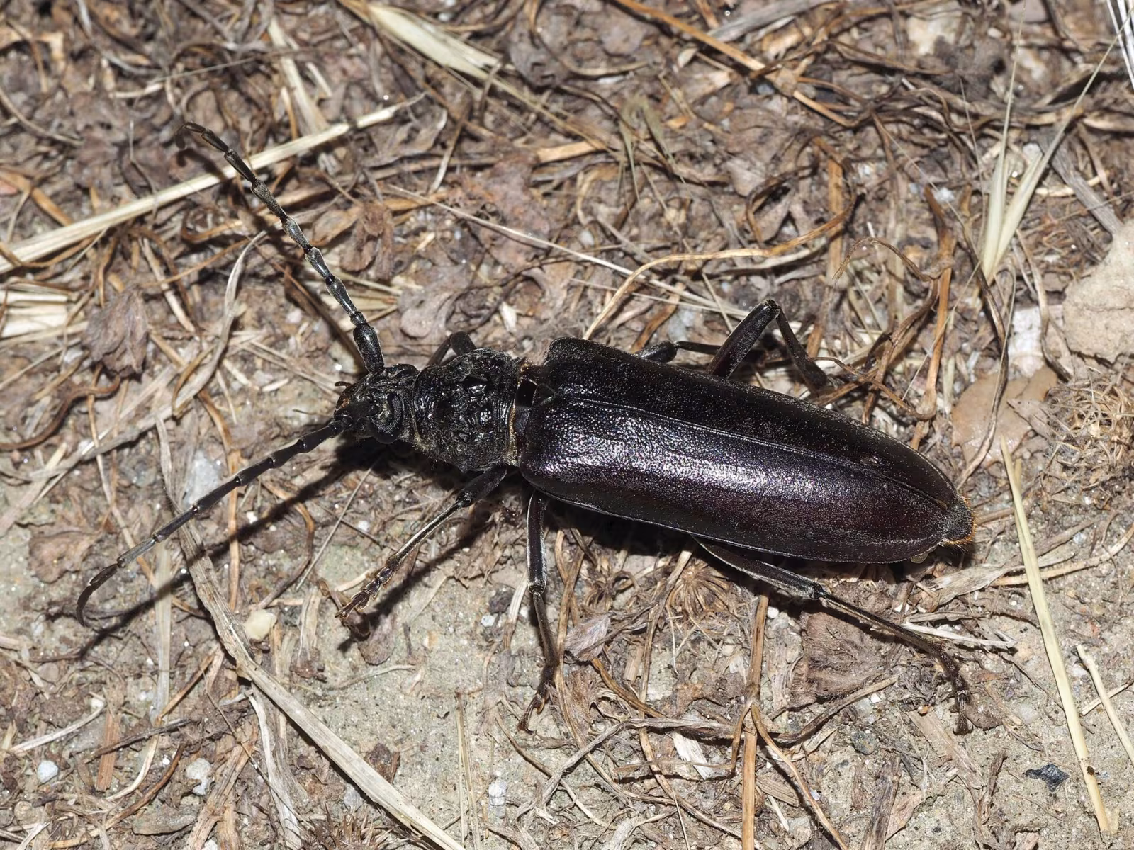 Cerambice della quercia notturno