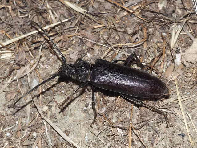 Cerambice della quercia notturno