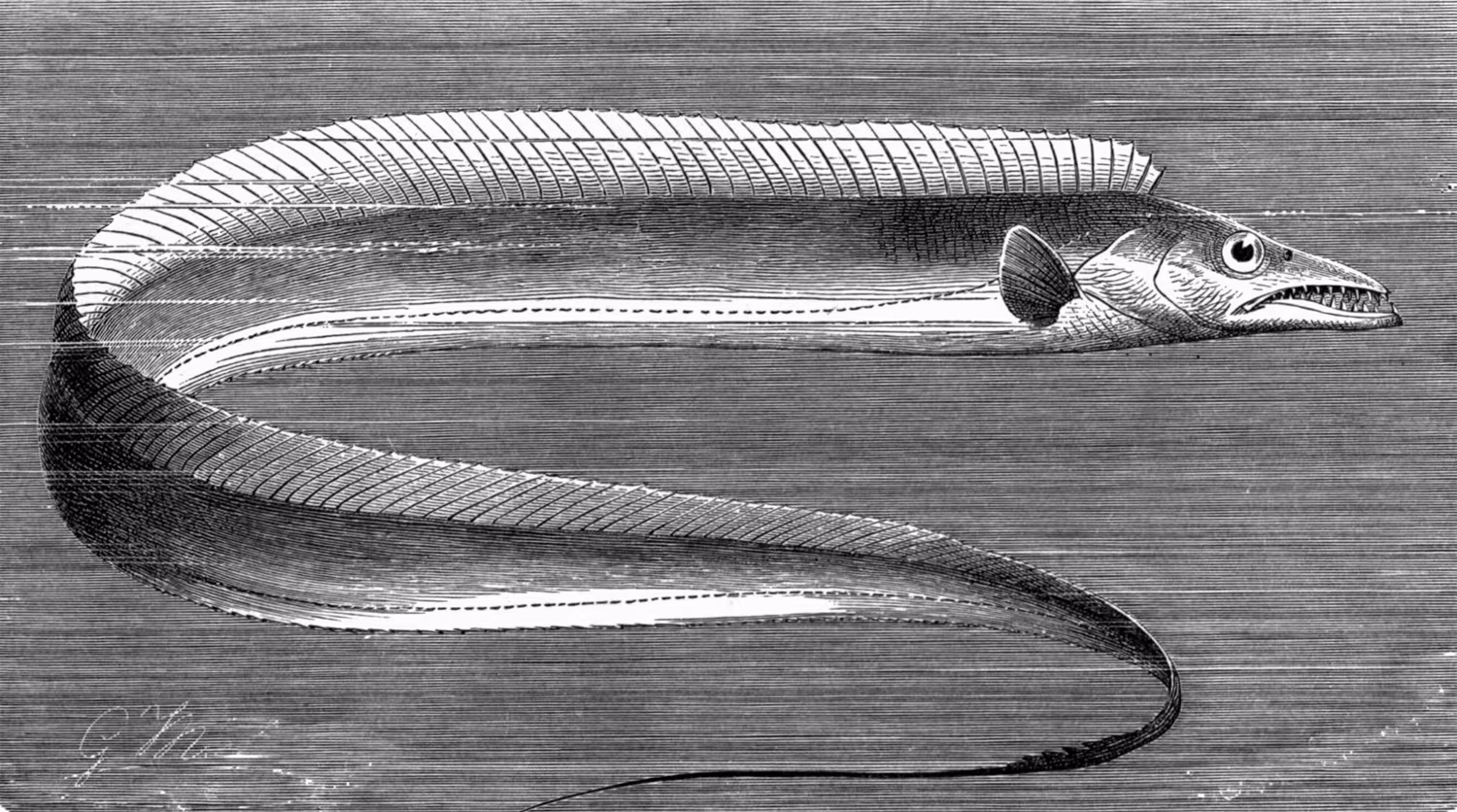 Pesce sciabola