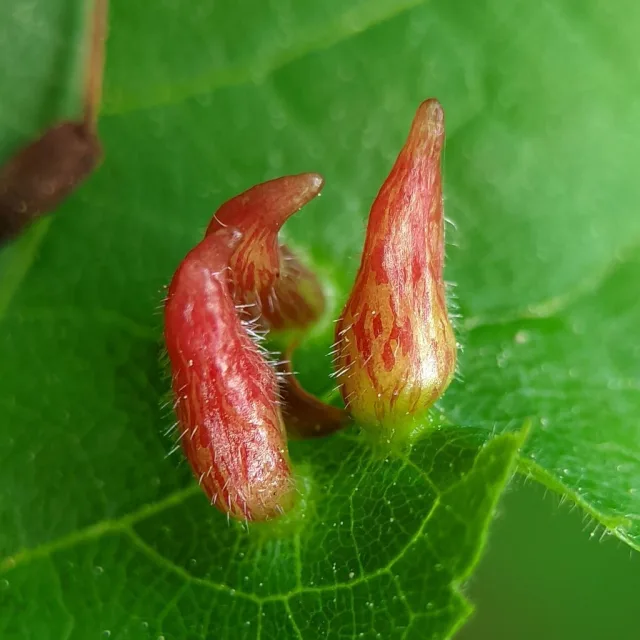 Eriophyes tiliae