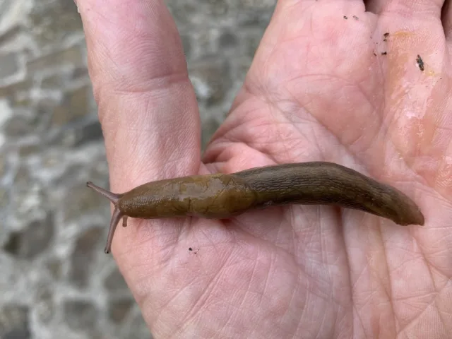 Limax ciminensis