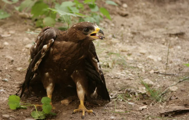 Falco pecchiaiolo