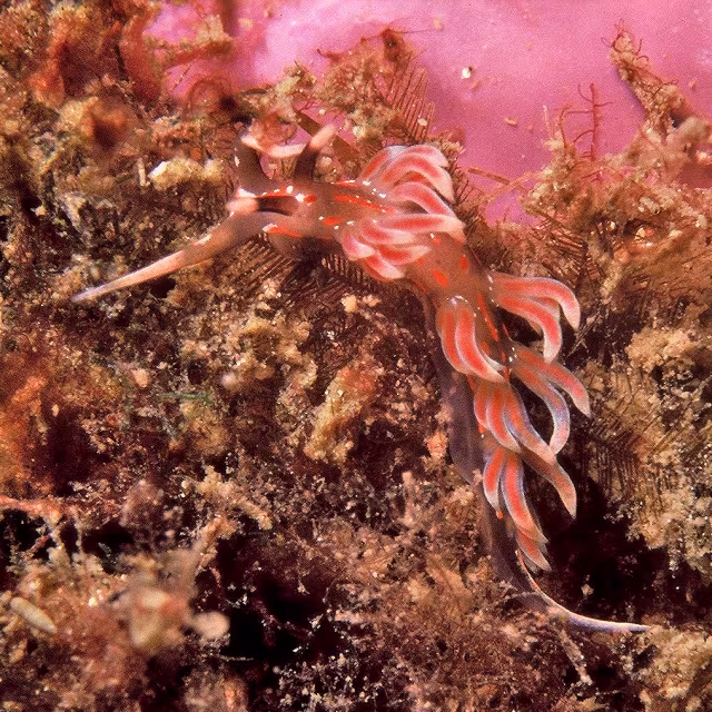 Facelina rubrovittata