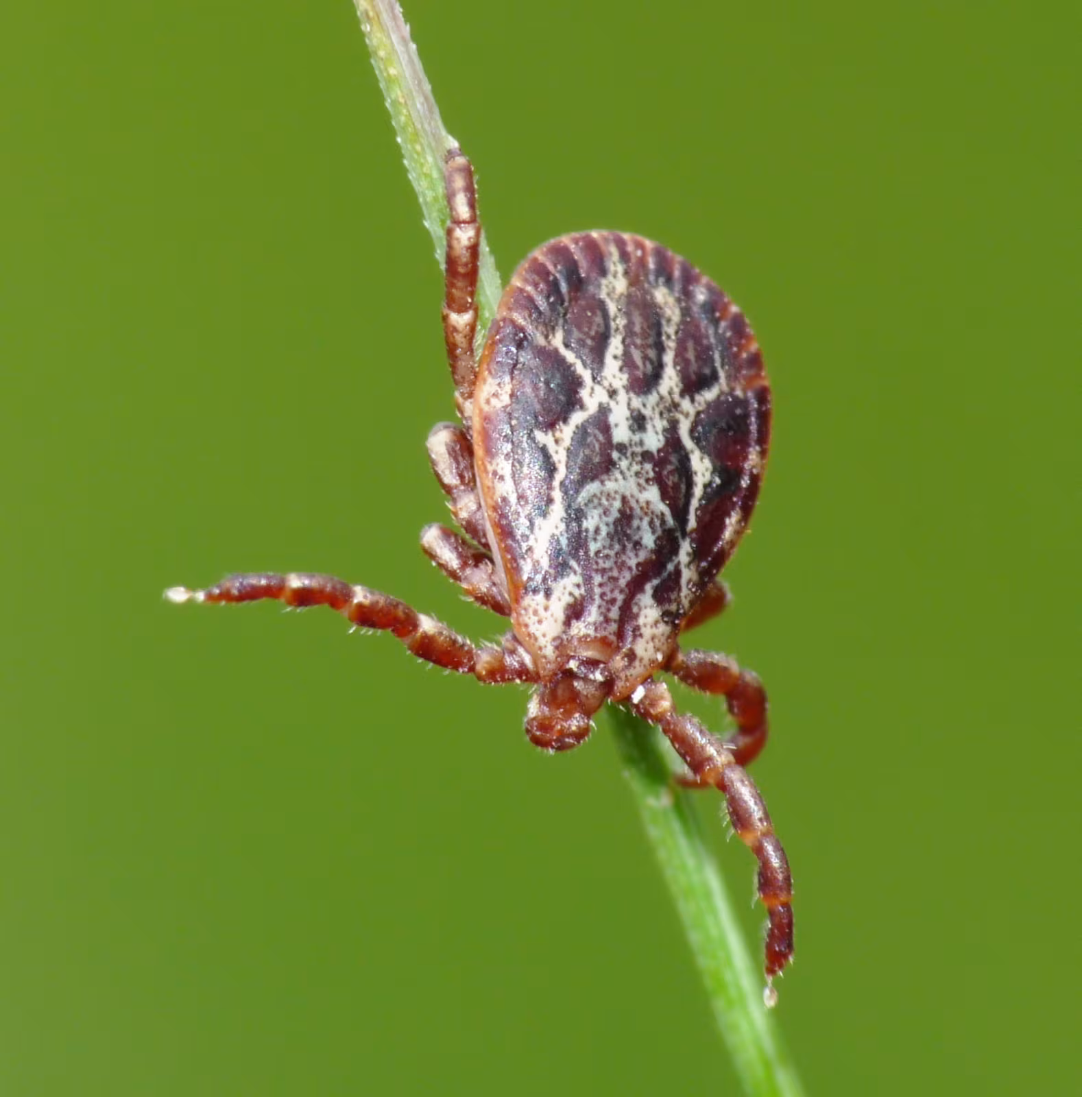 Zecca della pecora