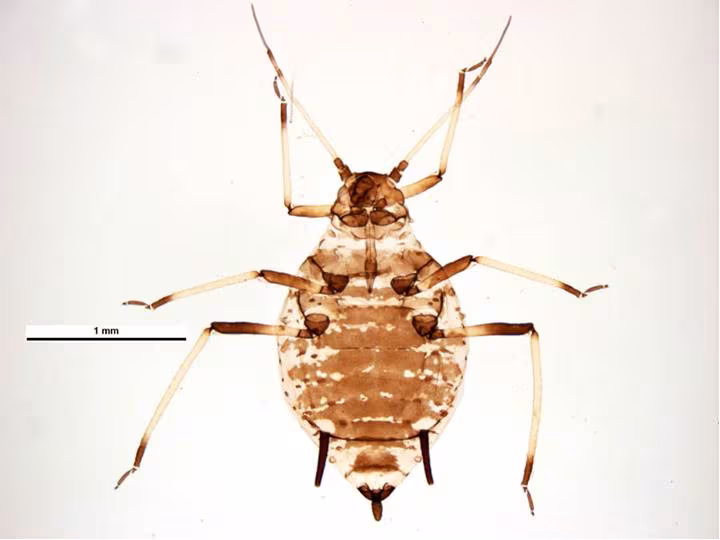 Aphis craccivora